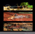 Bagrids, Hillstream and other Catfishes of Asia (Produktbild)