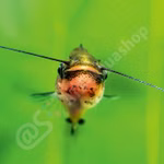 Bagrids, Hillstream and other Catfishes of Asia (Produktbild)
