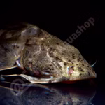 Bagrids, Hillstream and other Catfishes of Asia (Produktbild)