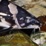 Bagrids, Hillstream and other Catfishes of Asia (Produktbild)