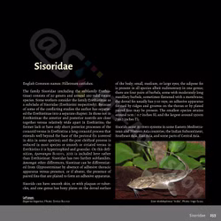 Bagrids, Hillstream and other Catfishes of Asia Bagrids, Hillstream and other Catfishes of Asia (Produktbild)