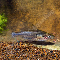 Bagrids, Hillstream and other Catfishes of Asia Bagrids, Hillstream and other Catfishes of Asia (Produktbild)