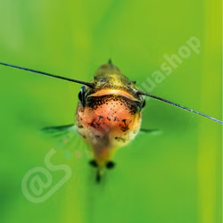 Bagrids, Hillstream and other Catfishes of Asia Bagrids, Hillstream and other Catfishes of Asia (Produktbild)