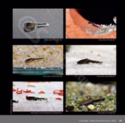 Bagrids, Hillstream and other Catfishes of Asia Bagrids, Hillstream and other Catfishes of Asia (Produktbild)