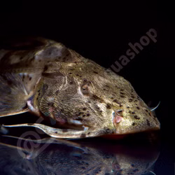 Bagrids, Hillstream and other Catfishes of Asia Bagrids, Hillstream and other Catfishes of Asia (Produktbild)