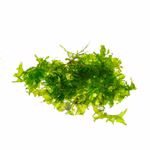 Zartes Lebermoos, Monosolenium tenerum, Moospolster (Produktbild)
