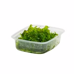 Zartes Lebermoos, Monosolenium tenerum, Portionsbecher (Produktbild)
