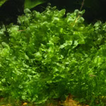 Zartes Lebermoos, Monosolenium tenerum, Moospolster im Aquarium Aquascaping (Produktbild)