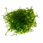 Javamoos. Taxiphyllum barbieri, Moospolster (Produktbild)