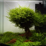 Javamoos. Taxiphyllum barbieri, Moospolster, Moosbaum Aquascaping (Produktbild)