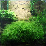 Javamoos. Taxiphyllum barbieri, Moospolster, Aquascaping Nanoaquarium (Produktbild)