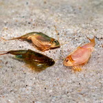 Triops Zuchtansatz Natur-Erlebnis-Set Artenbild 3er Set (Produktbild)