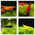 Bunter Zwerggarnele Mix Garnele Neocaridina davidi Produktbild