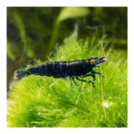 Sapphire Zwerggarnele Blaue Garnele Neocaridina davidi Produktbild