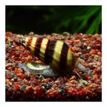 Raubschnecke Clea helena - Anentome helena (Produktbild)