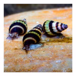 Raubschnecke Clea helena - Anentome helena - 3er Set (Produktbild)
