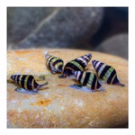 Raubschnecke Clea helena - Anentome helena - 5er Set (Produktbild)