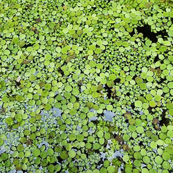 Schwimmpflanzen Mix, Schwimmfarn, Wasserlinse Schwimmpflanzen Mix, Schwimmfarn, Wasserlinse (Produktbild)