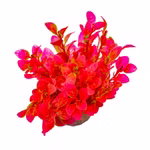 Aquarium Deko Kunststoffpflanze, rotblättrig, Ludwigia, Vorderansicht (Produktbild)