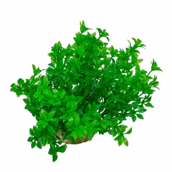 Aquarium Deko Kunststoffpflanze, Fettblatt, Bacopa Plastikpflanze Draufsicht Aquarium Deko Kunststoffpflanze, Fettblatt, Bacopa Plastikpflanze Draufsicht (Produktbild)