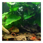 CPO im Nanoaquarium CPO im Nanoaquarium (Produktbild)