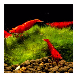 Rote Zwerggarnelen im Nanoaquarium Rote Zwerggarnelen im Nanoaquarium (Produktbild)