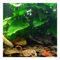 CPO im Nanoaquarium CPO im Nanoaquarium (Produktbild)