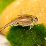 Triops cf.  longicaudatus Hawaii adult (Produktbild)