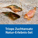 Zuchtansatz Triops Natur Erlebnis Set (Produktbild)