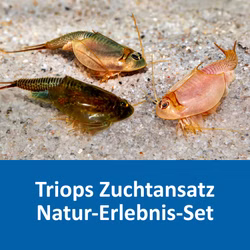Zuchtansatz Triops Natur Erlebnis Set Zuchtansatz Triops Natur Erlebnis Set (Produktbild)