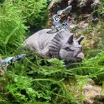 Triceratops braun Dinosaurier Ton Aquarium Dekoration im Aquarium (Produktbild)