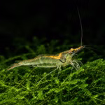 Sri Lanka Zwerggarnele Caridina simoni auf Moos (Produktbild)