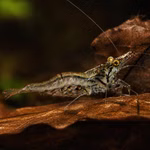 Sri Lanka Zwerggarnele Caridina simoni auf Holz (Produktbild)