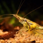 Sri Lanka Zwerggarnele Caridina simoni Profil (Produktbild)