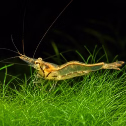 Sri Lanka Zwerggarnele Caridina simoni auf Nadelsimse Sri Lanka Zwerggarnele Caridina simoni auf Nadelsimse (Produktbild)