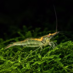 Sri Lanka Zwerggarnele Caridina simoni auf Moos Sri Lanka Zwerggarnele Caridina simoni auf Moos (Produktbild)