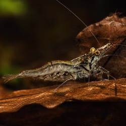 Sri Lanka Zwerggarnele Caridina simoni auf Holz Sri Lanka Zwerggarnele Caridina simoni auf Holz (Produktbild)