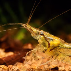 Sri Lanka Zwerggarnele Caridina simoni Profil Sri Lanka Zwerggarnele Caridina simoni Profil (Produktbild)