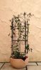 1250-Serra-S-6-Blume.jpg