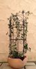 1250-Serra-S-7-Blume.jpg
