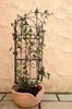 1250-Serra-S-9-Blume.jpg