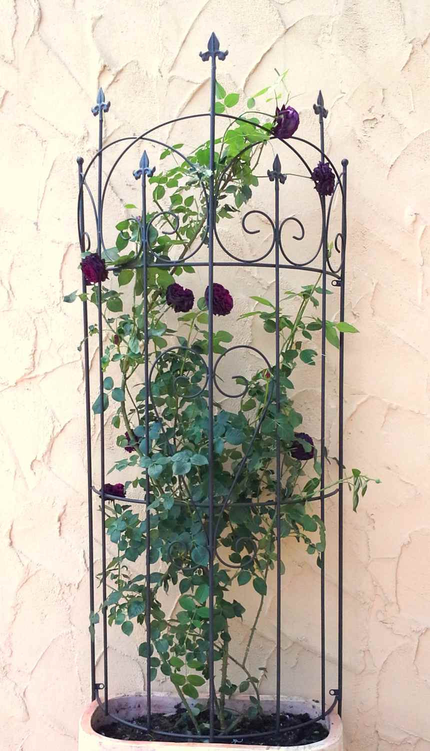 Rankgitter Spalier Rankhilfe halbrund Lucca-XL f. Clematis schwarz 187cm Rankgitter Spalier Rankhilfe halbrund Lucca-XL f. Clematis schwarz 187cm