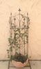 1281-Lucca-schwarz-M-1.jpg