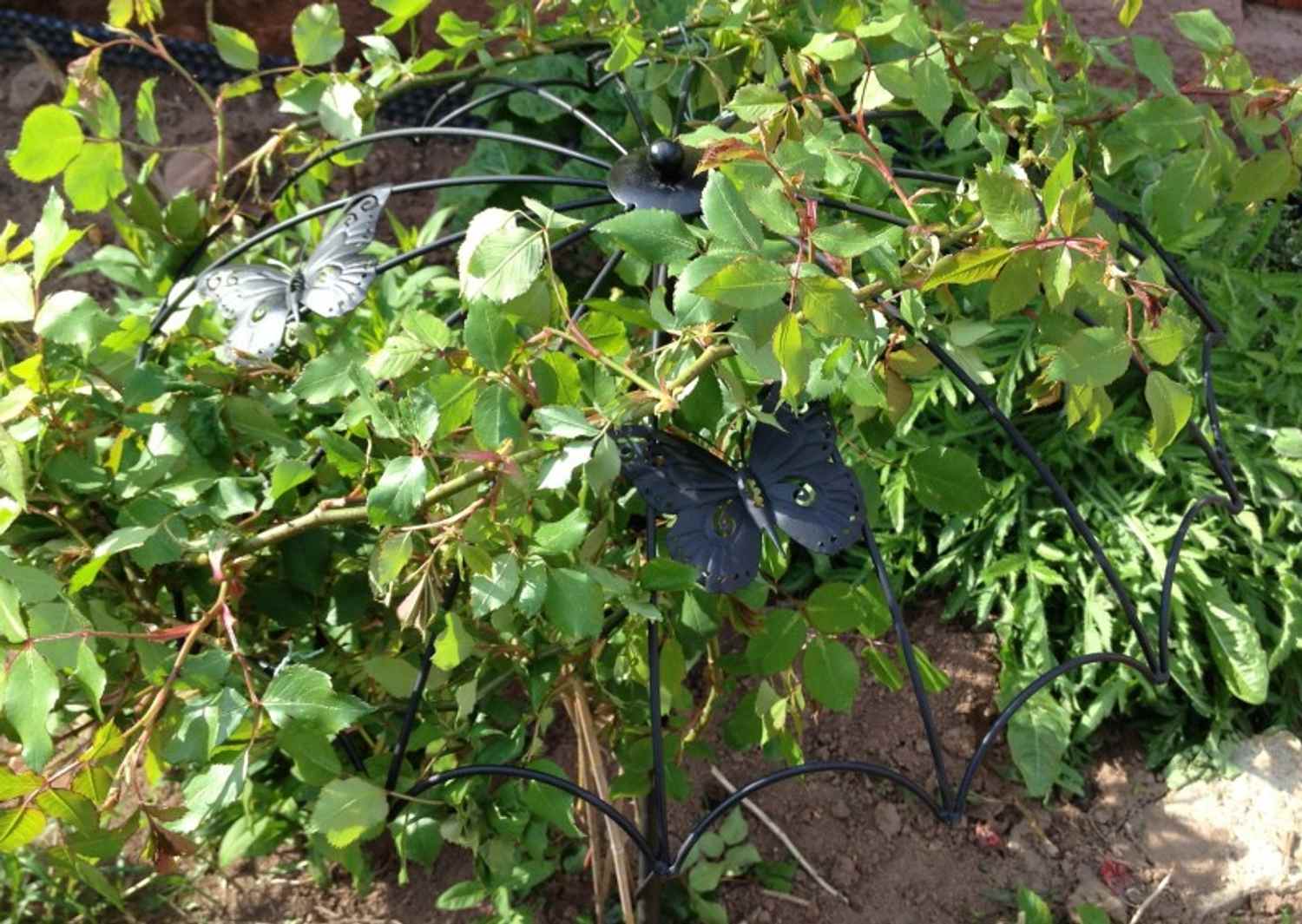 Rankgitter Spalier Rankhilfe Rosenschirm Elba Stammrose Kletterrose schwarz 175 Rankgitter Spalier Rankhilfe Rosenschirm Elba Stammrose Kletterrose schwarz 175