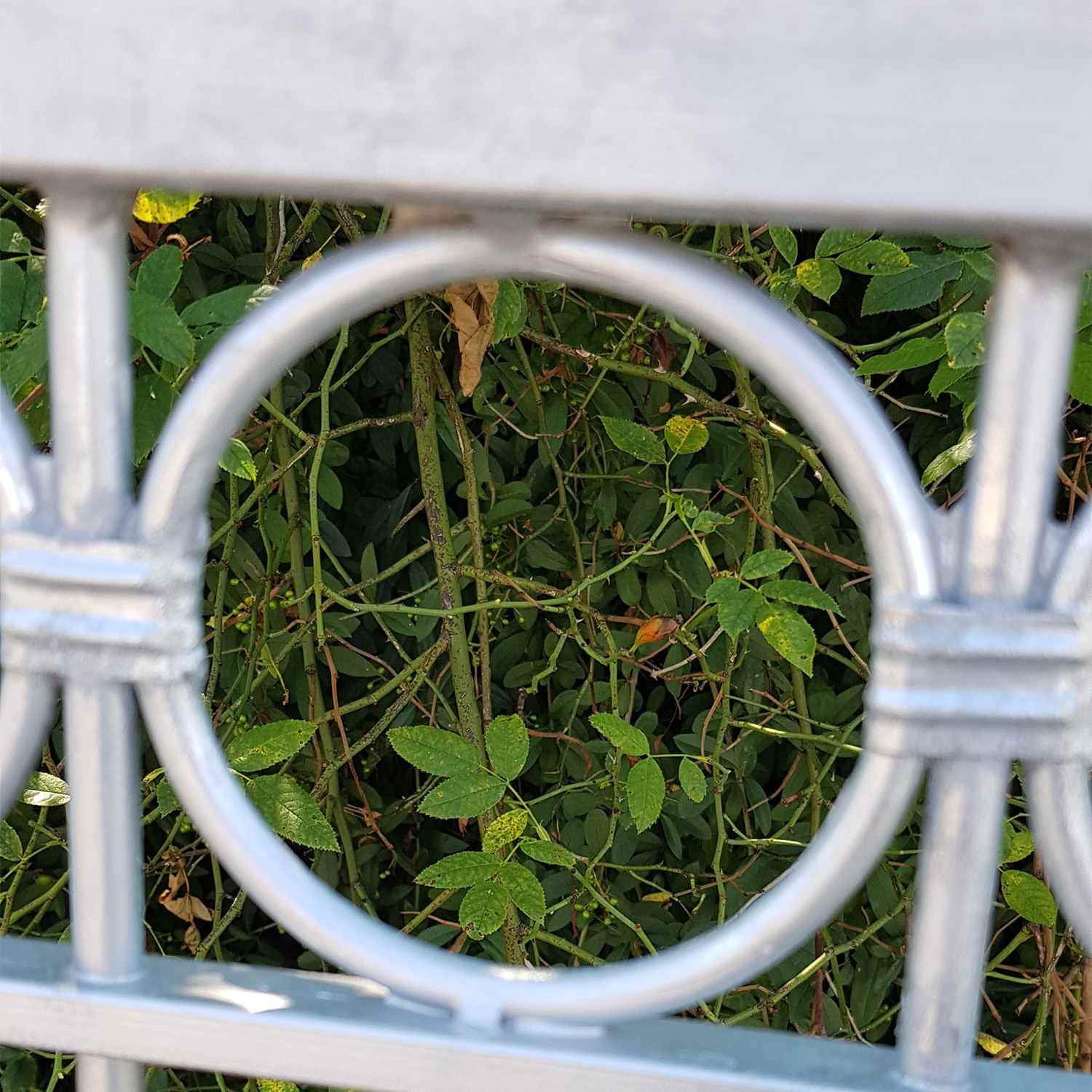 Metallzaun Schmiedeeisen Gartenzaun Zaun Zäune Anello-Z100/200 Feuer verzinkt Metallzaun Schmiedeeisen Gartenzaun Zaun Zäune Anello-Z100/200 Feuer verzinkt
