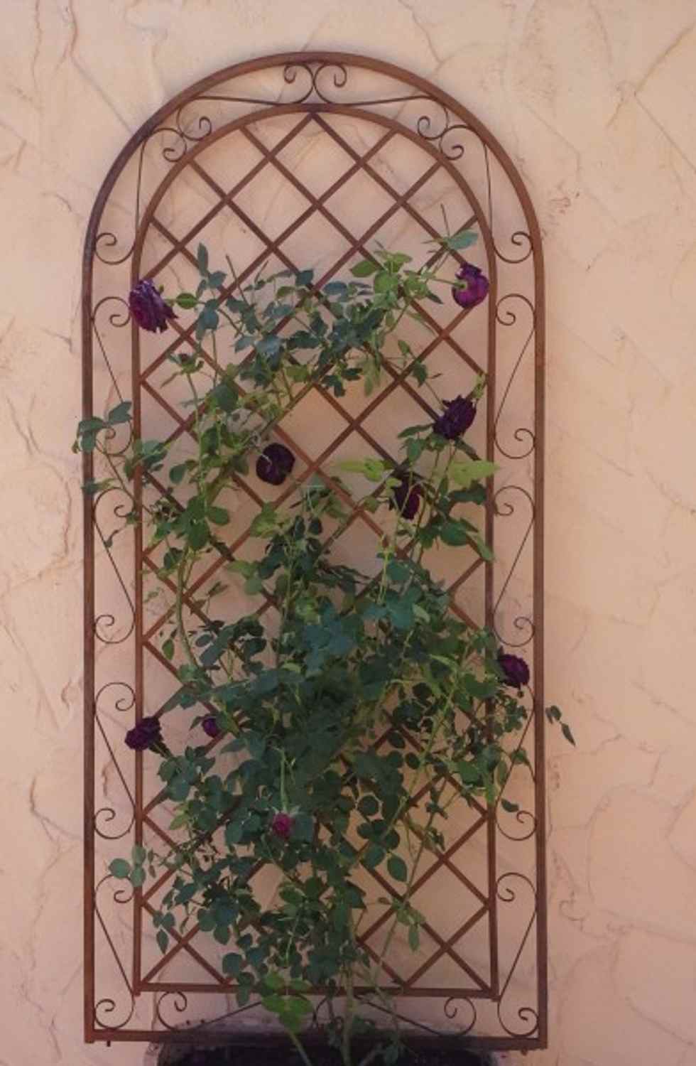 Rankgitter Spalier Wand Rankhilfe Sichtschutz Metall Provence XXL ROST 120/240cm Rankgitter Spalier Wand Rankhilfe Sichtschutz Metall Provence XXL ROST 120/240cm