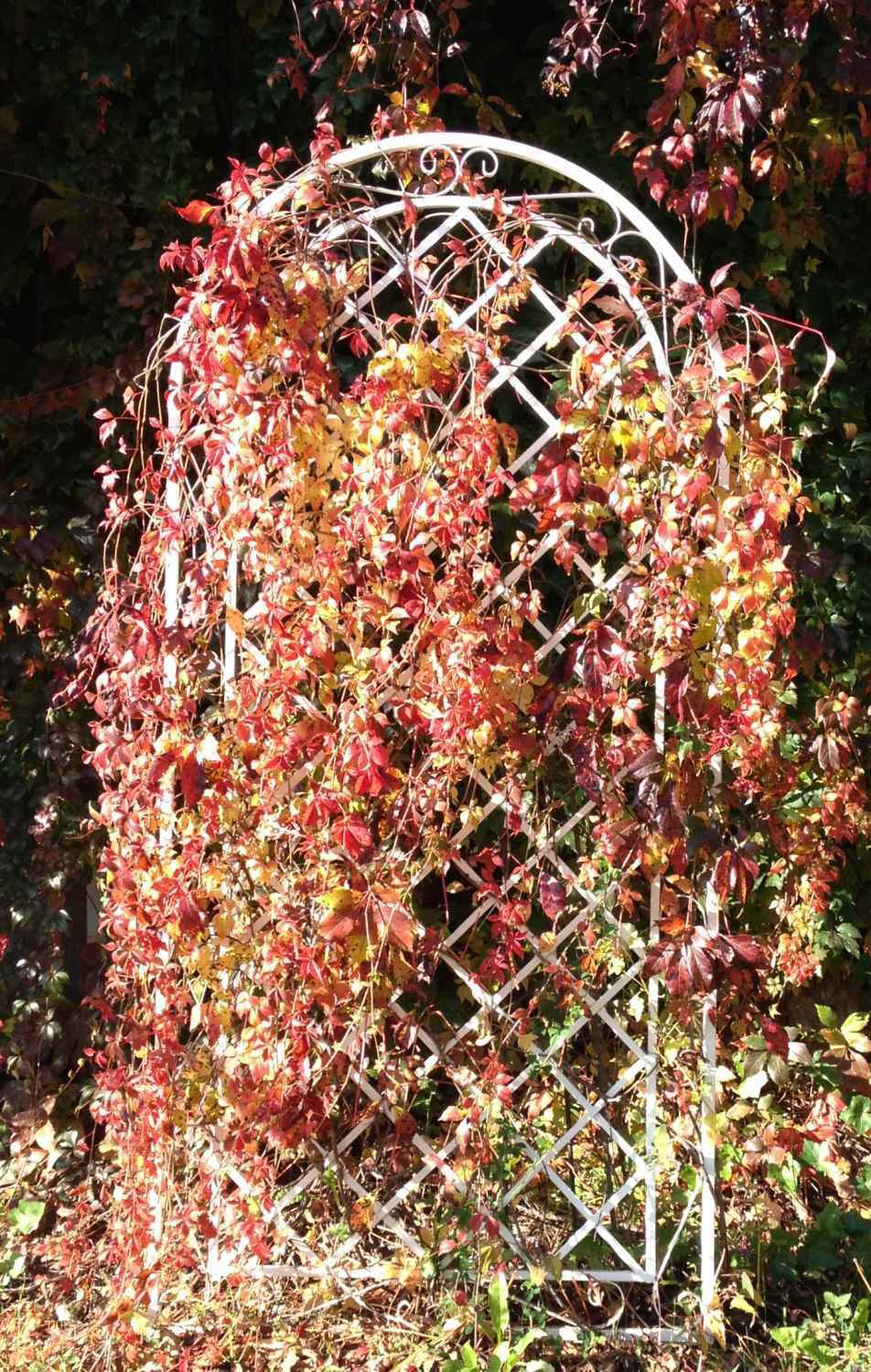 Rankgitter Spalier Rankhilfe Wandgitter Provence XXL verzinkt Anthrazit Grau Rundbogen RIESIG Rankgitter Spalier Rankhilfe Wandgitter Provence XXL verzinkt Anthrazit Grau Rundbogen RIESIG