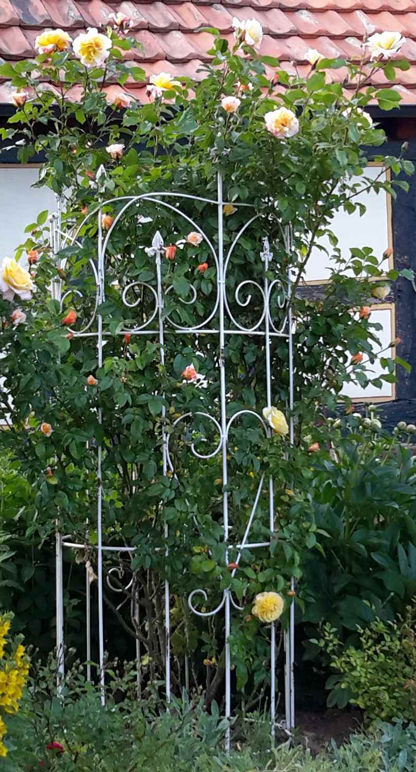 Spalier Rankhilfe Staudenhalter Dahlie Serra-M Clematis shabby white 150cm Spalier Rankhilfe Staudenhalter Dahlie Serra-M Clematis shabby white 150cm