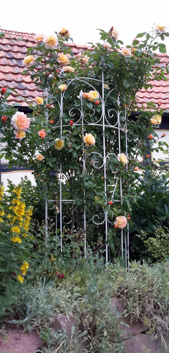 Spalier Rankhilfe Staudenhalter Dahlie Serra-M Clematis shabby white 150cm Spalier Rankhilfe Staudenhalter Dahlie Serra-M Clematis shabby white 150cm