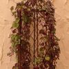 Wells-XL-Rost-2.jpg